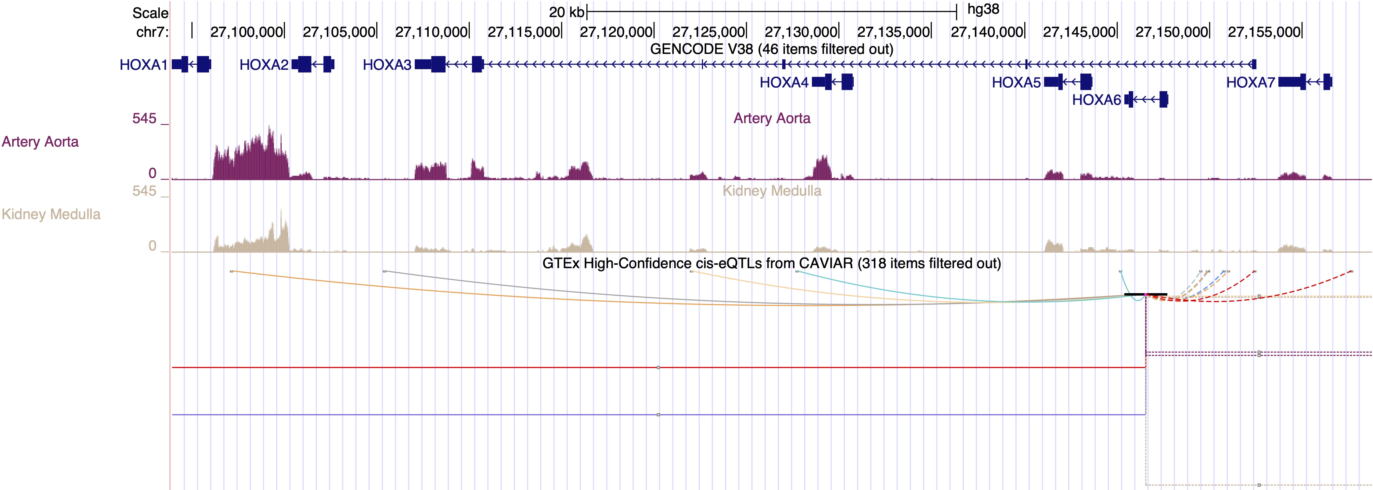 Browser display of GTEx V8 eQTL and RNA-seq tissue expression tracks