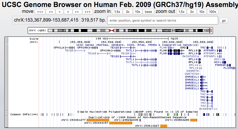 Browser session highlighting segmental duplications in the human genome