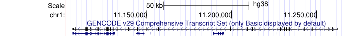 GENCODE gene tracks in squish display mode with compressed transcript labels